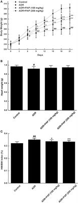 Pilose Antler Peptide-3.2KD Ameliorates Adriamycin-Induced Myocardial Injury Through TGF-β/SMAD Signaling Pathway